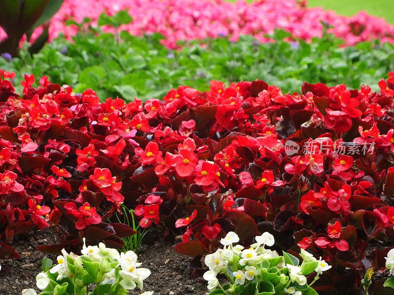 白色，红色，粉红色秋海棠花的图像，花园/公园花展